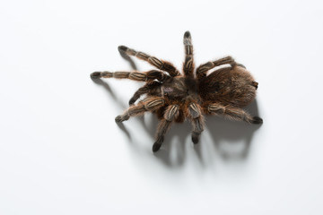 Vogelspinne