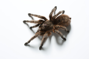 Vogelspinne