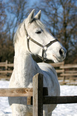 Headshot of a beautiful grey horse in sunny wintertime