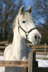 Headshot of a beautiful grey horse in sunny wintertime