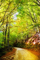 Mountain road in autumn colours