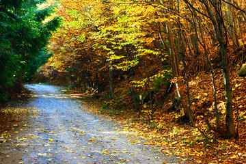 Mountain road in autumn colours