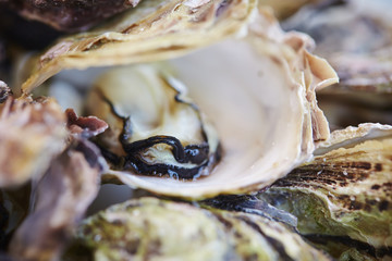 Fresh oysters