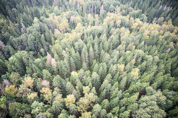 forests from above