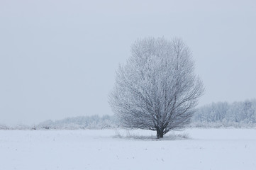 Obraz na płótnie Canvas Lonely tree in a field
