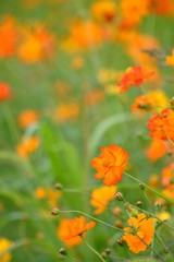 キバナコスモス