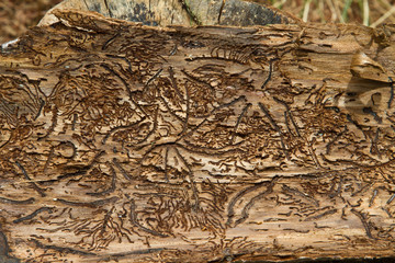 Tree close up that can be used as background picture