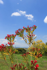 orleander