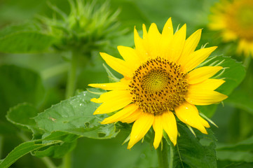 Dwarf Sunflower
