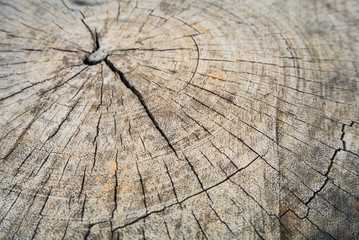 wood texture