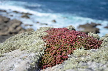 Felsenblume auf dem Coastal Path