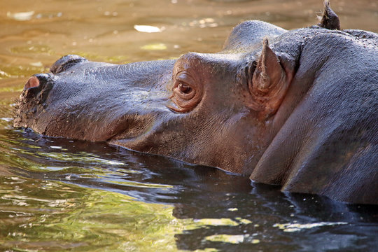 Hippopotamus in water, its natural habitat