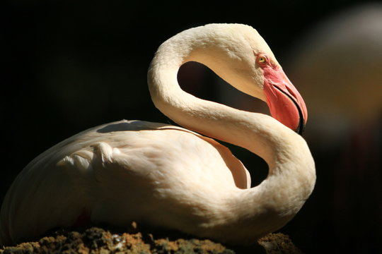 Flamingo isolate with black background.