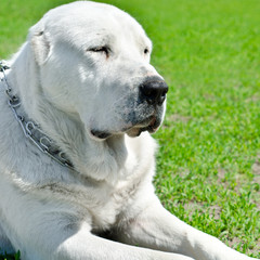 central asian shepherd