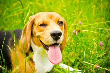 beagle dog