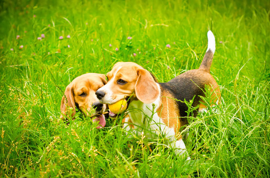 two beagle