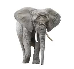 Foto op Plexiglas Olifant Afrikaanse olifant geïsoleerd op wit met uitknippad