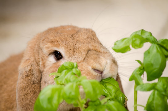 Tier_Nager_Hase_Kaninchen_3