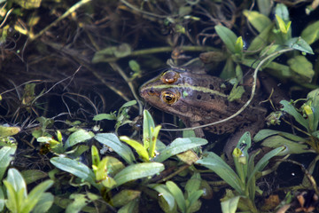 Teichfrosch
