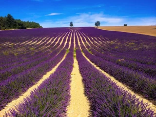 Foto op Plexiglas lavender in south of France © beatrice prève