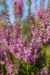heather close up