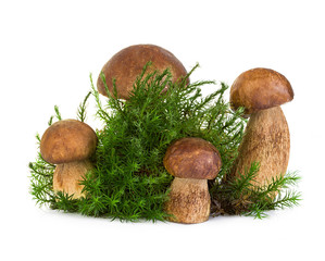 Boletus, cep mushroom on forest moss 
