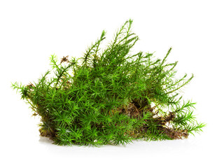 Green moss isolated on white bakground
