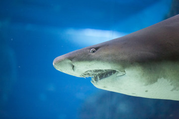 shark wish