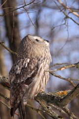 Great Grey Owl or Lapland Owl