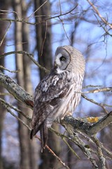 Great Grey Owl or Lapland Owl