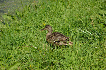 Wild duck in the green grass