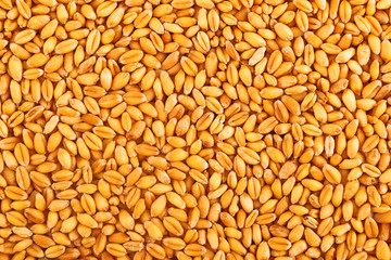 Wheat grains