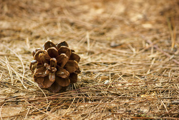 pine cones on the ground