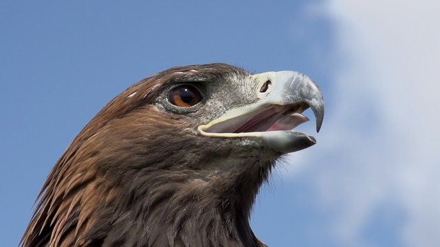Predatory Bird Looks for Prey