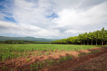 Fototapeta na wymiar Rubber trees and corn field with cloud sky