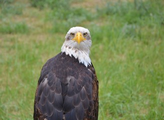 Obraz premium Bald Eagle