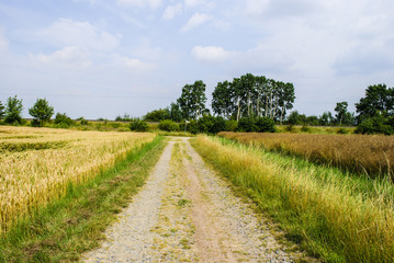 Farm track through fields