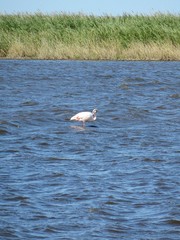 camargue