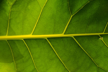 Leaf Close Up