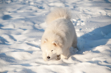 one samoed dog white