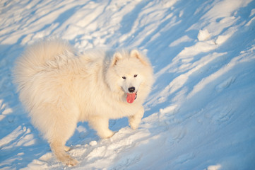 one samoed dog white