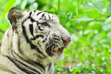 white bengal tiger