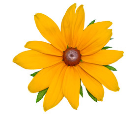 Big yellow flower Rudbeckia