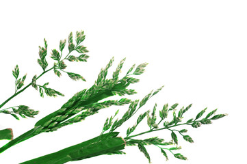 Three green grass with spikelets isolated