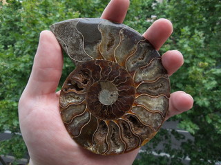 Ammonite © PauDelacó