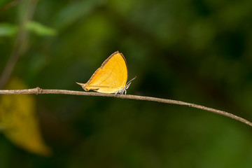 Orange common yamfly butterfly