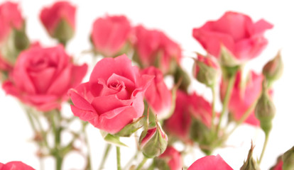Light Pink Miniature Roses