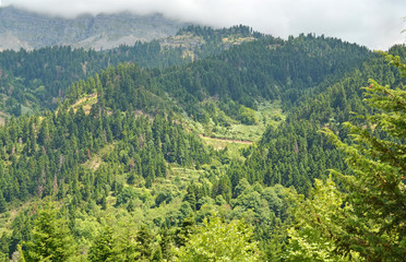 firs background - Tzoumerka mountain greece