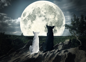 deux chiens regardant la lune