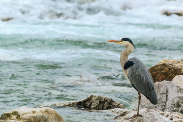 Great Blue Heron standing on the rock